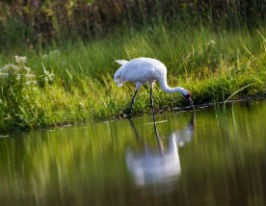 Birding