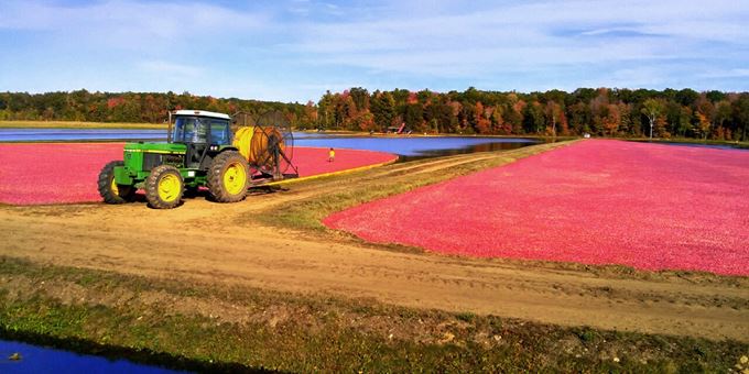Harvest at Glacial Lake Cranberries
